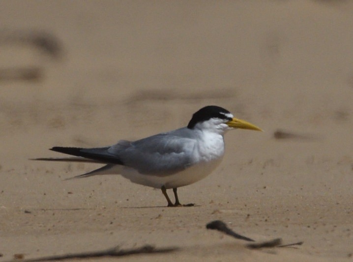Yellow-billed Tern - ML645229791