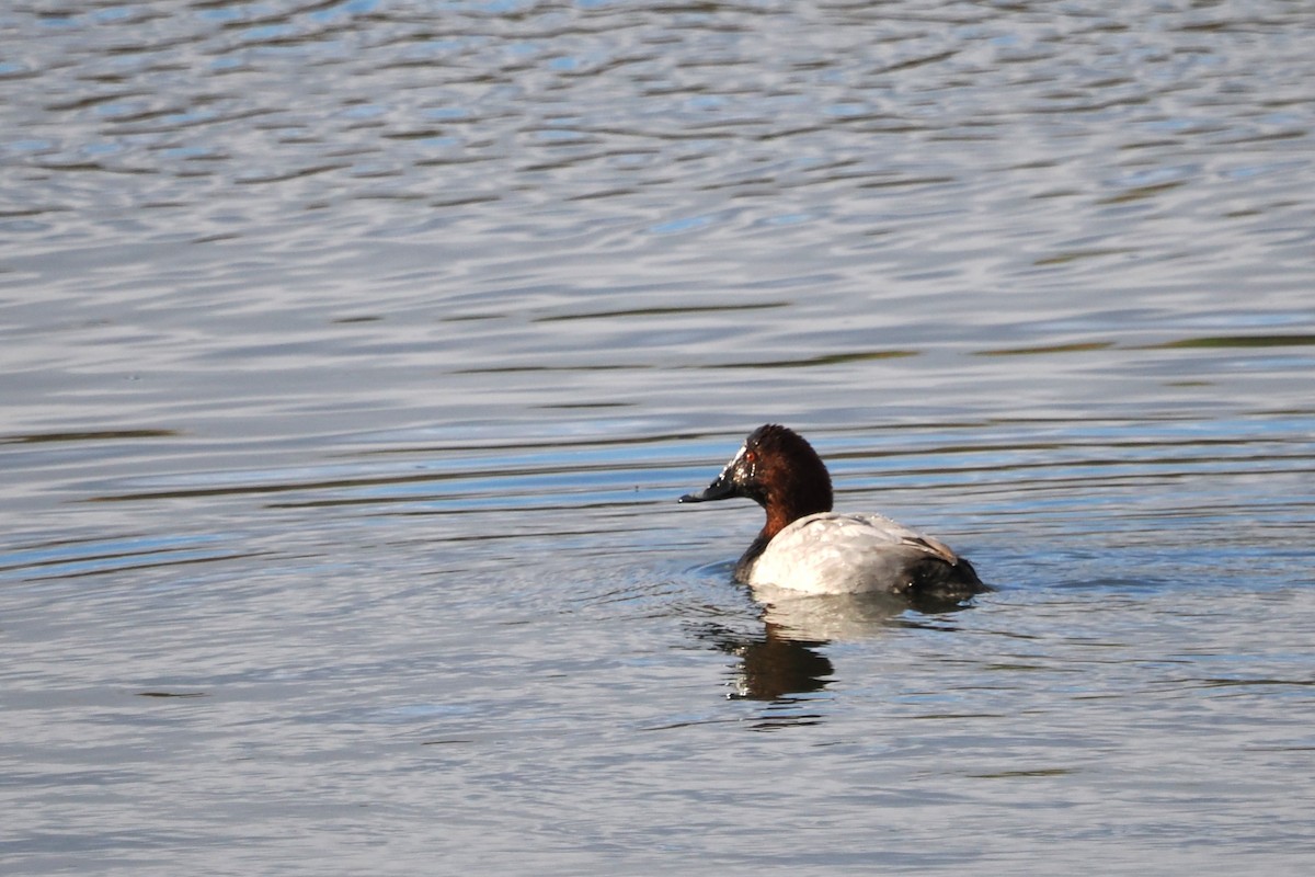 Common Pochard - ML645229793