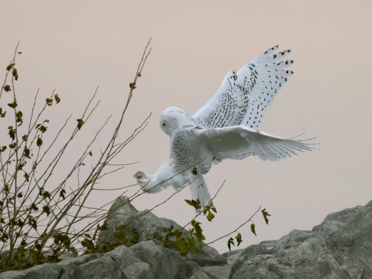 Snowy Owl - ML645229794