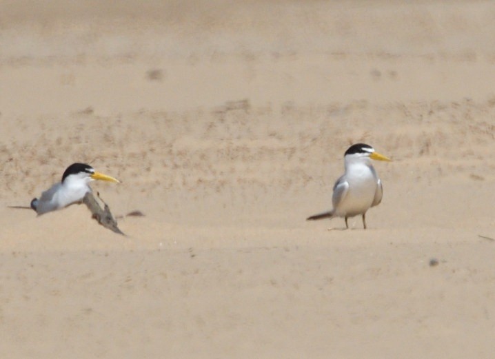 Yellow-billed Tern - ML645229799