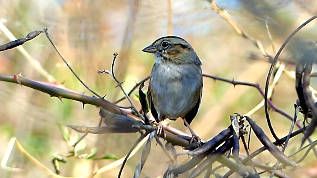 Bruant des marais - ML645229803