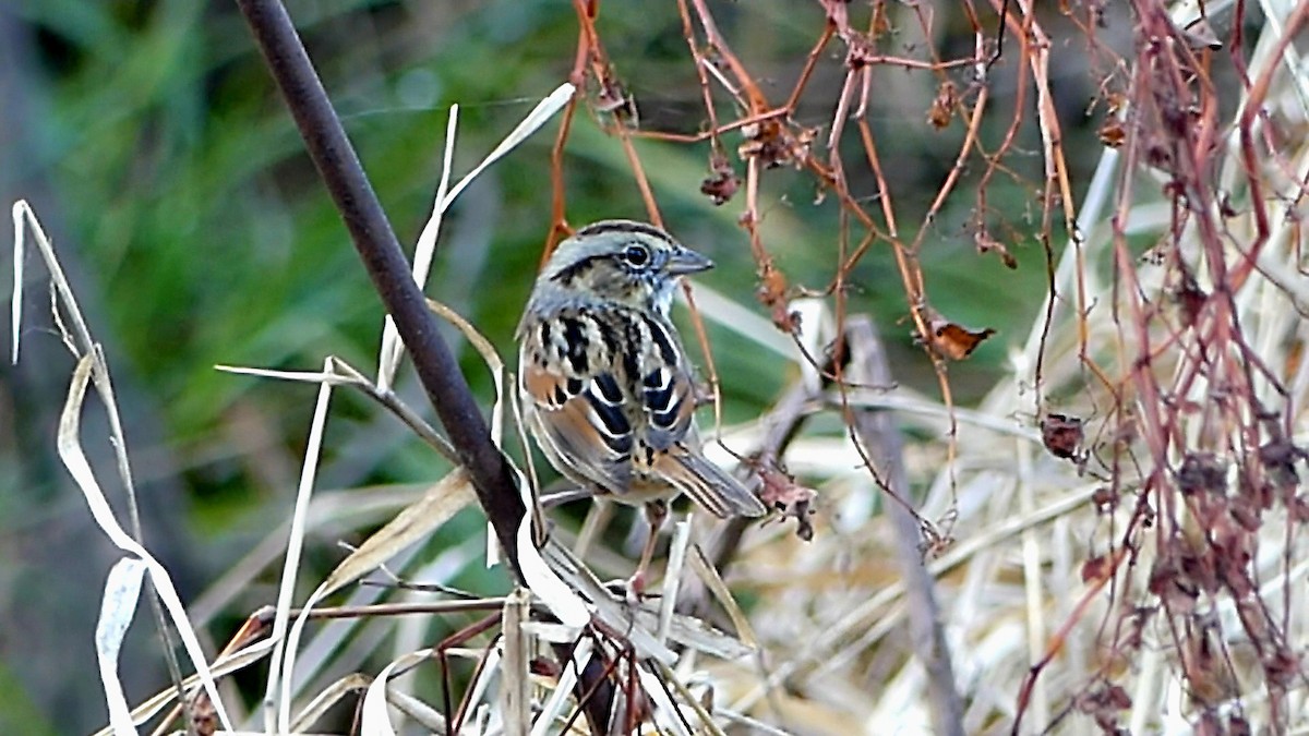 Bruant des marais - ML645229805