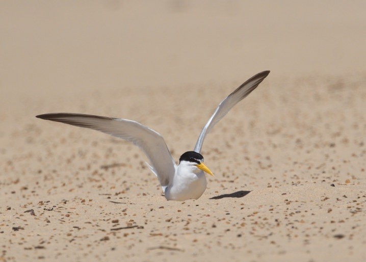 Yellow-billed Tern - ML645229812