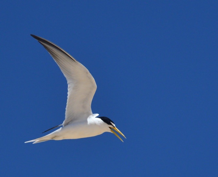 Yellow-billed Tern - ML645229826