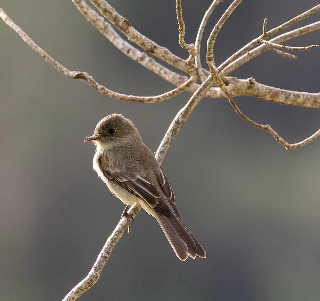 Hispaniolan Pewee - ML645229835