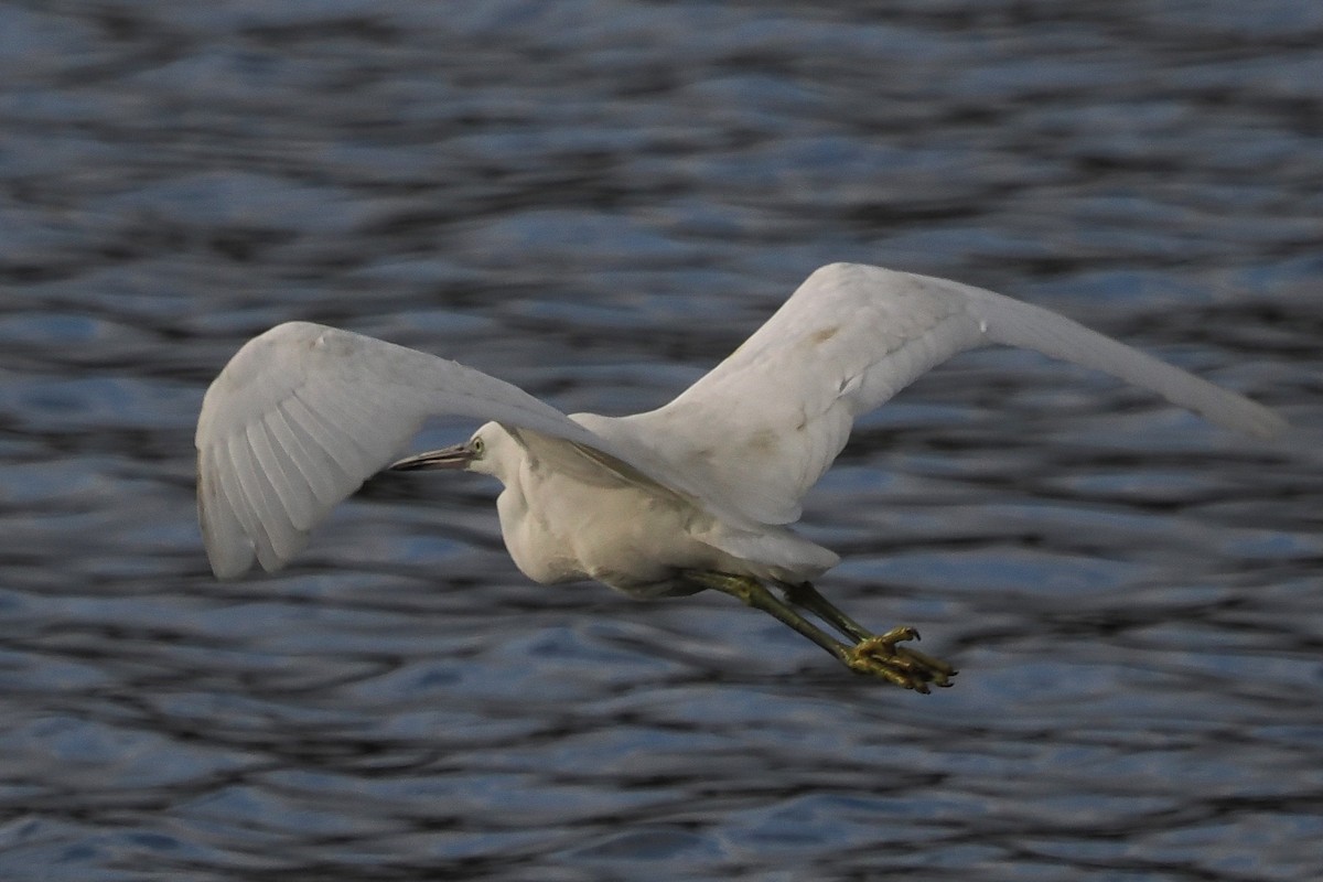 Little Egret - ML645229844