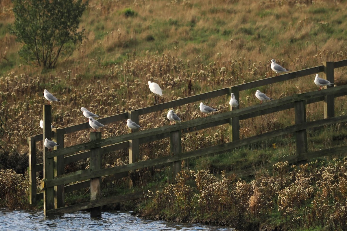 Little Egret - ML645229846