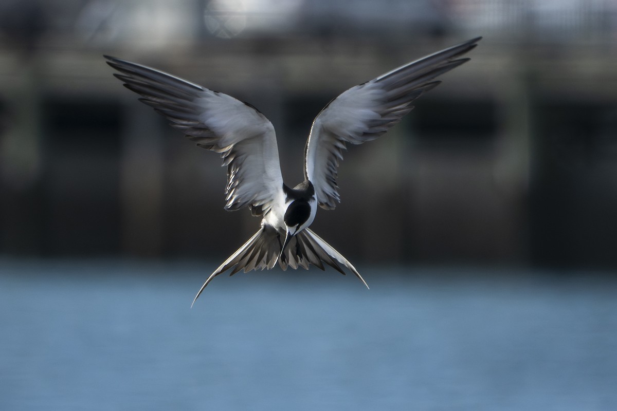 Sooty Tern - ML645229851