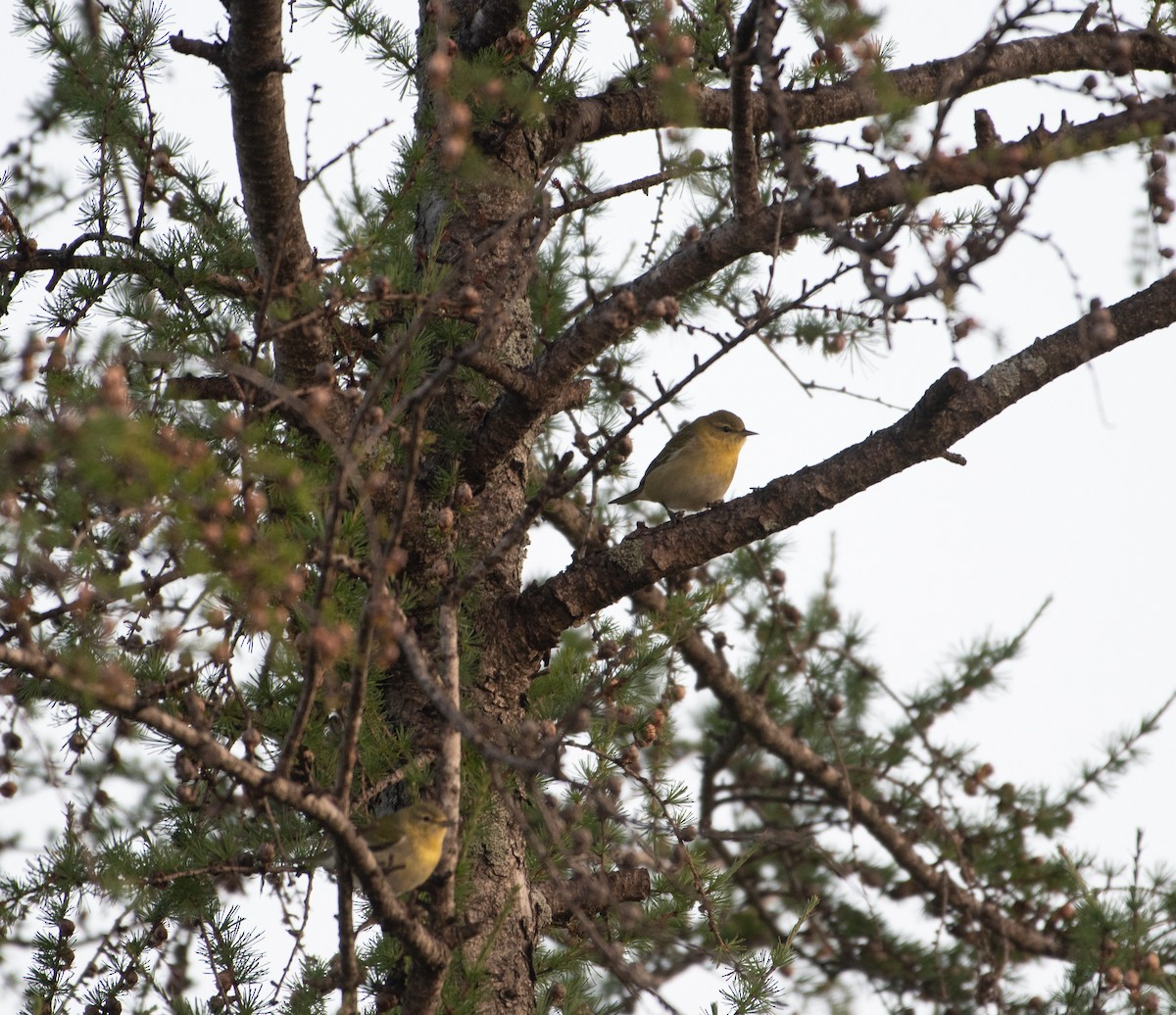 Tennessee Warbler - ML645229852