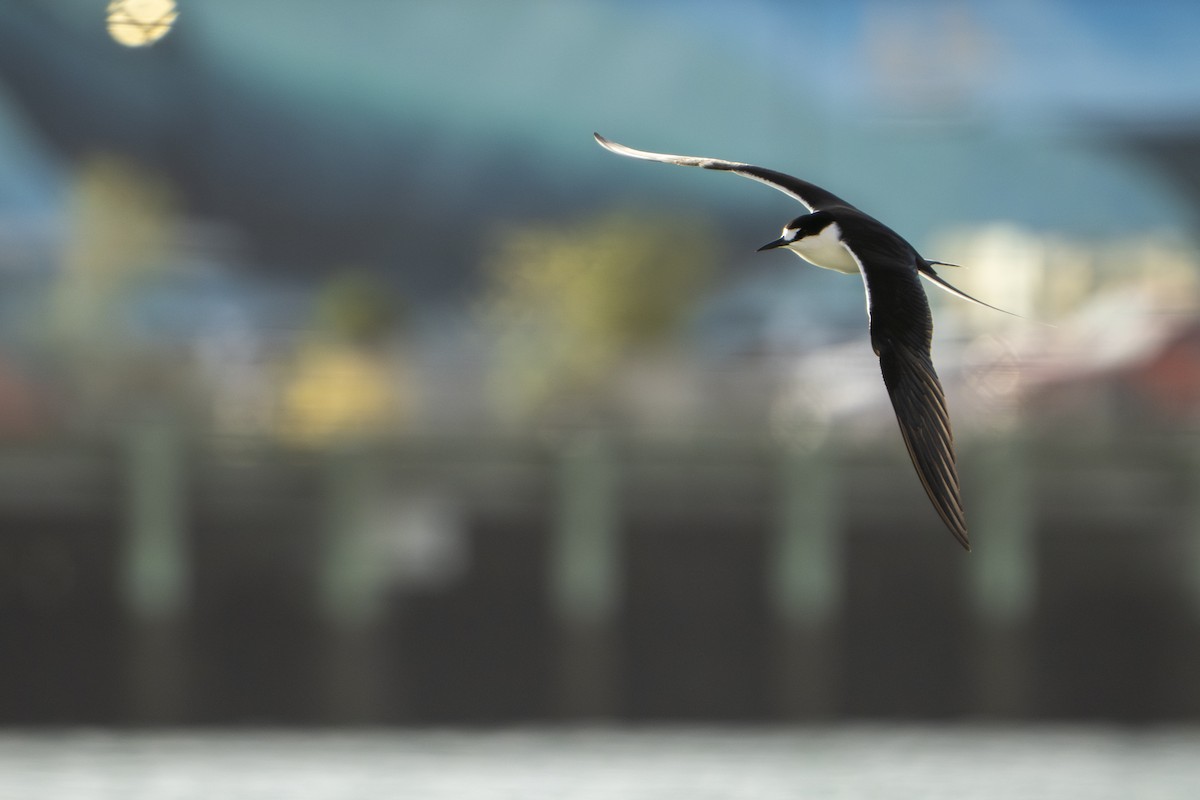 Sooty Tern - ML645229853