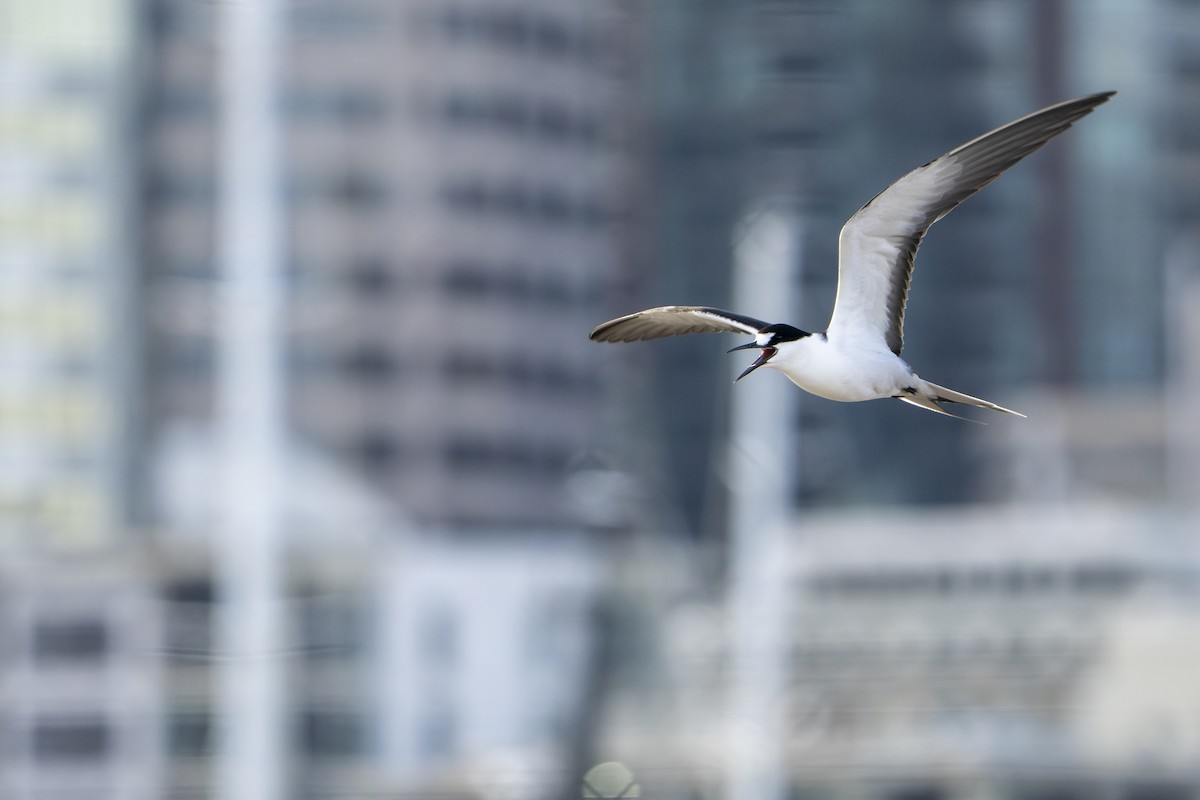 Sooty Tern - ML645229855