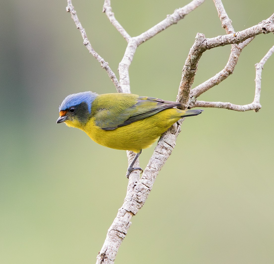Hispaniolan Euphonia - ML645229860