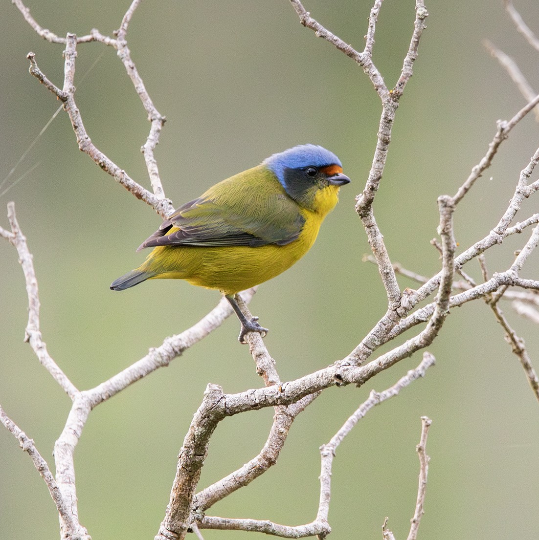 Hispaniolan Euphonia - ML645229861