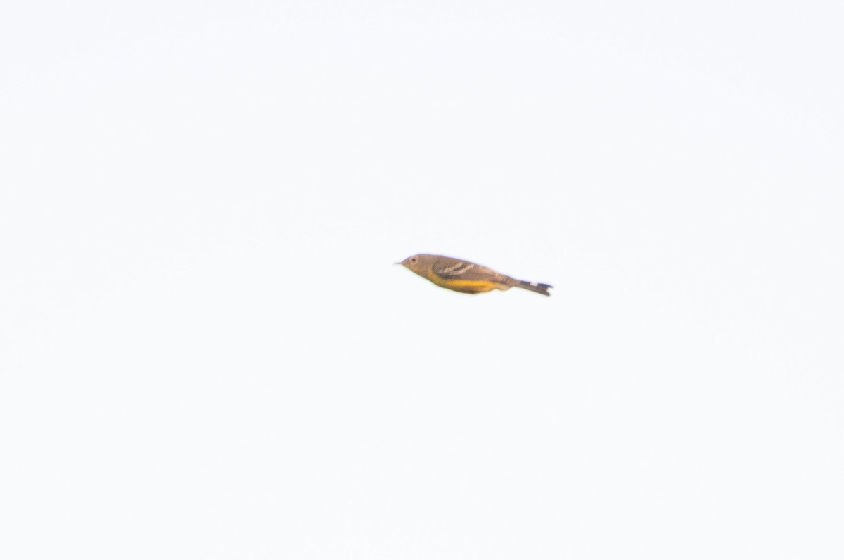 Magnolia Warbler - ML645229862