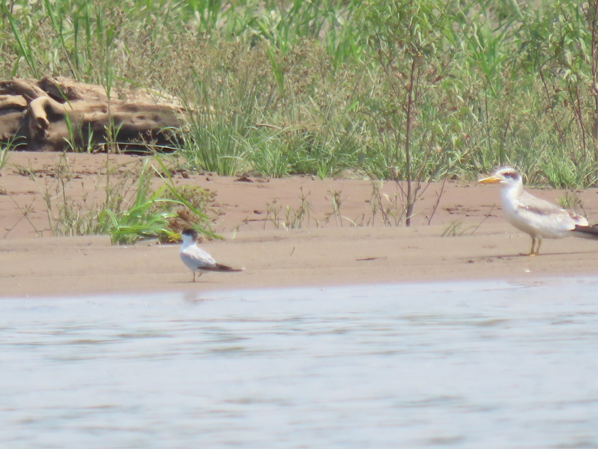 Yellow-billed Tern - ML645229865