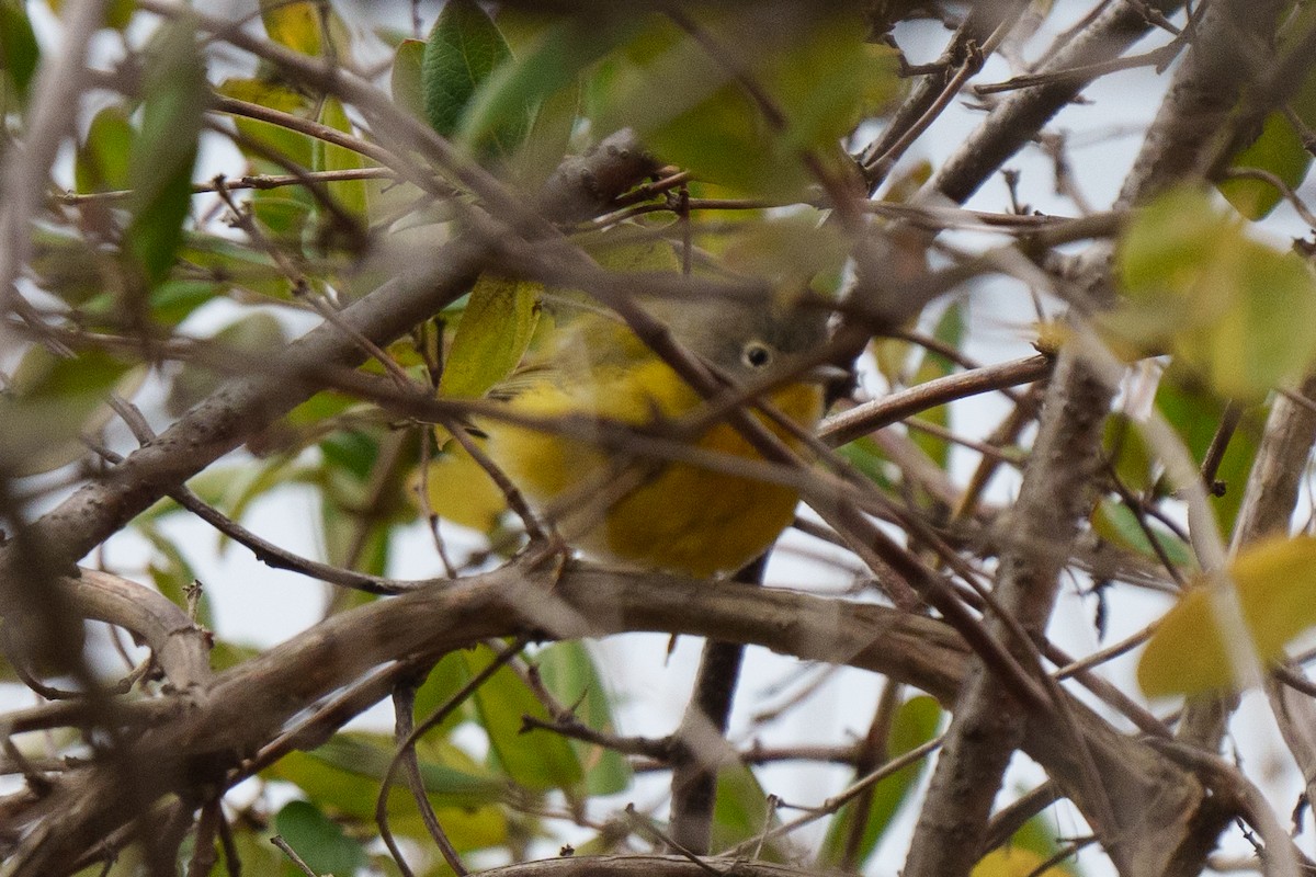 Nashville Warbler - ML645229878