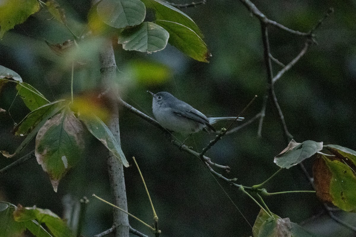 Perlita Grisilla - ML645229880