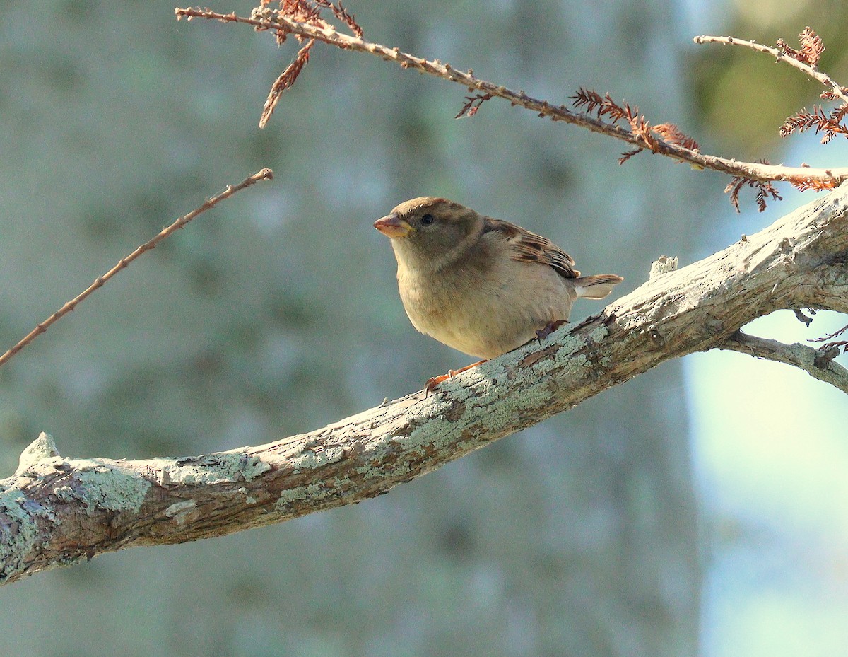 House Sparrow - ML645229891