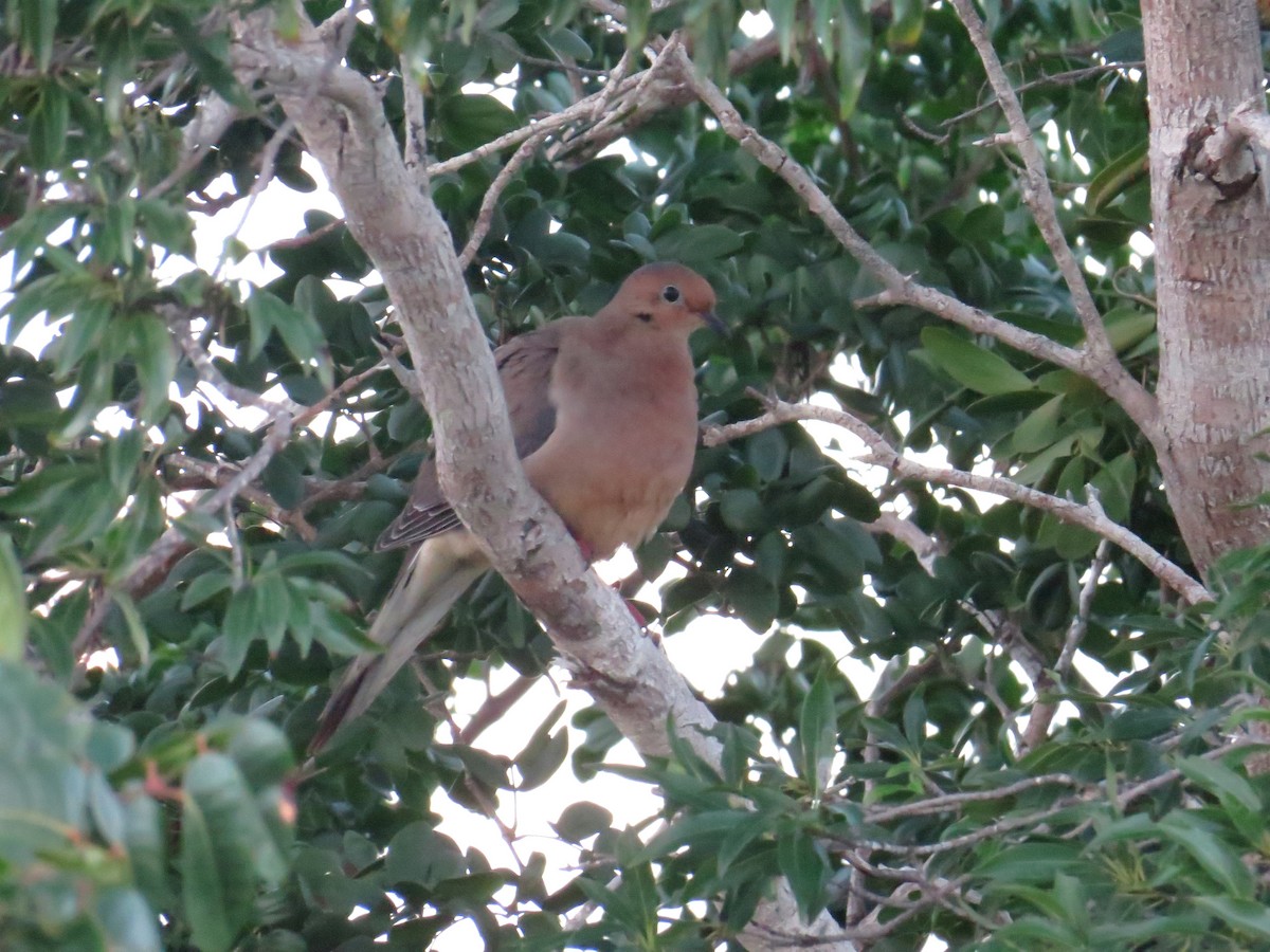 Mourning Dove - ML645229896