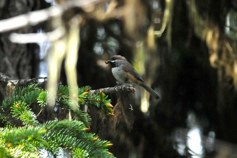 Boreal Chickadee - ML645229908
