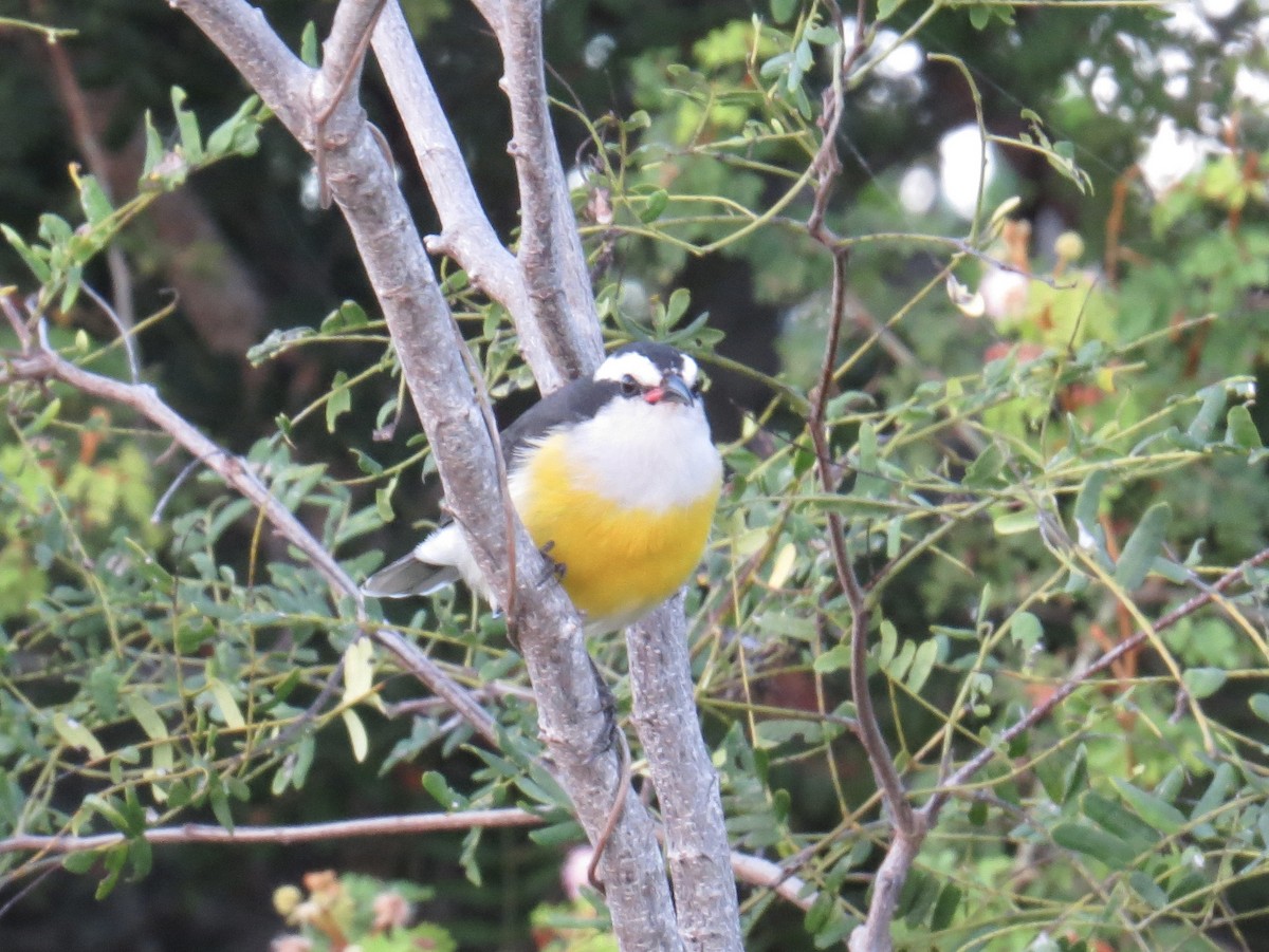 Bananaquit - ML645229911