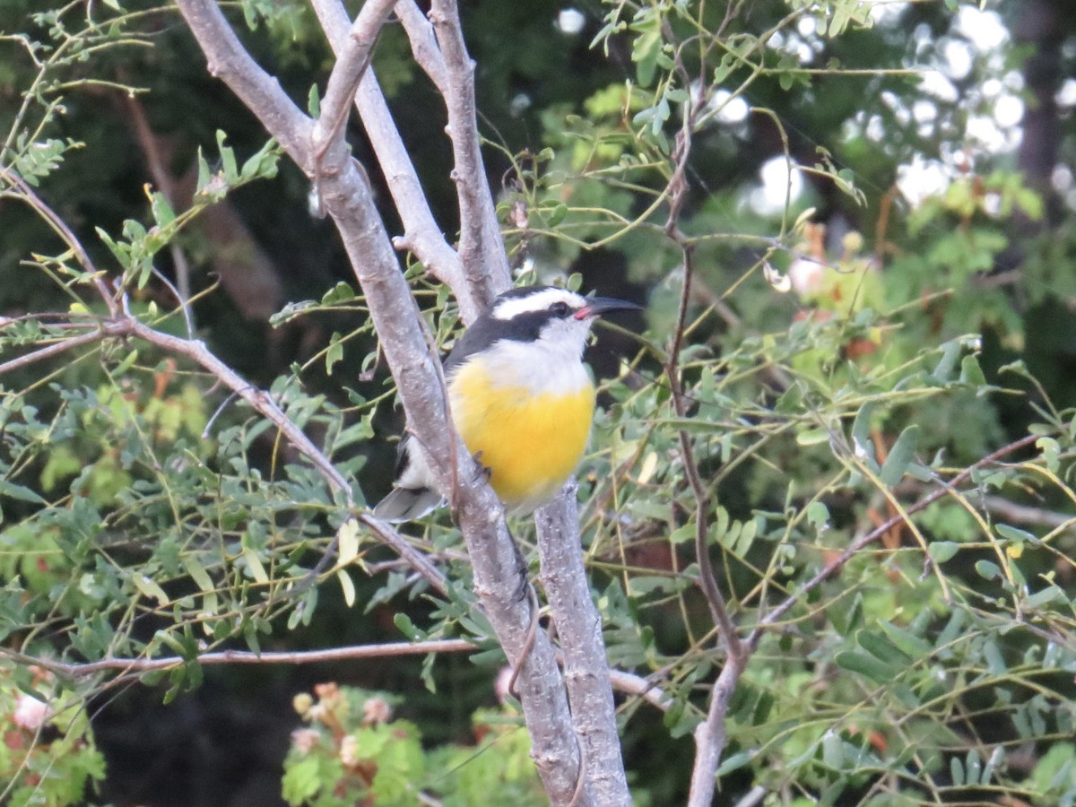 Bananaquit - ML645229912