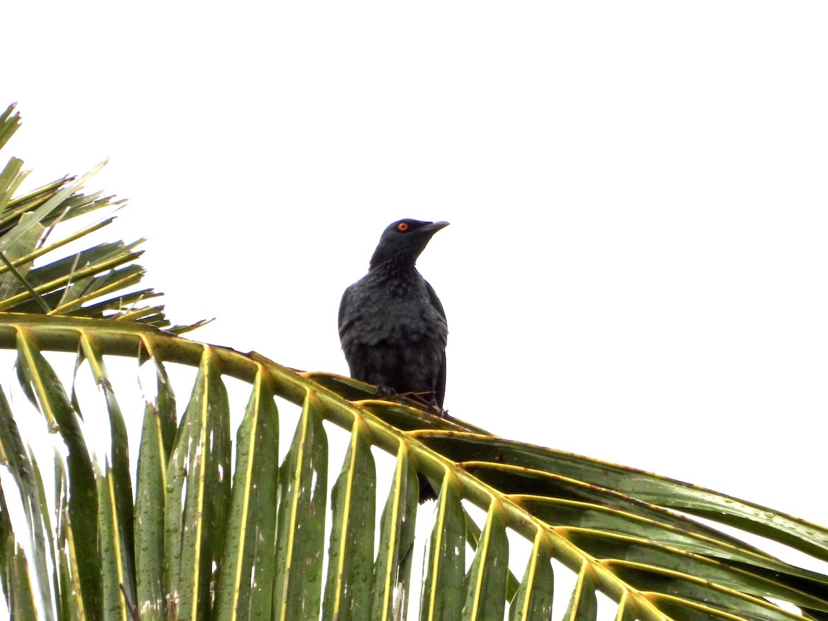 špaček lesklý - ML645229913