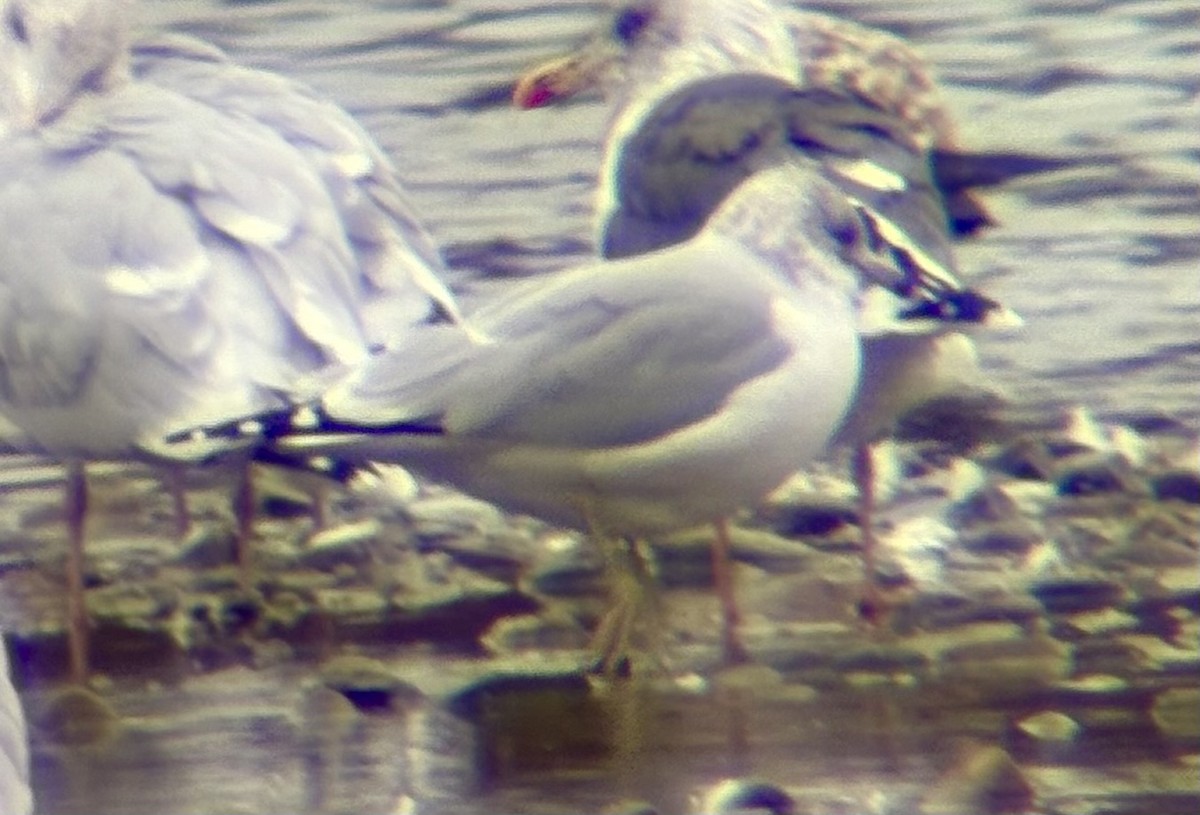 Zafferano - ML645229917