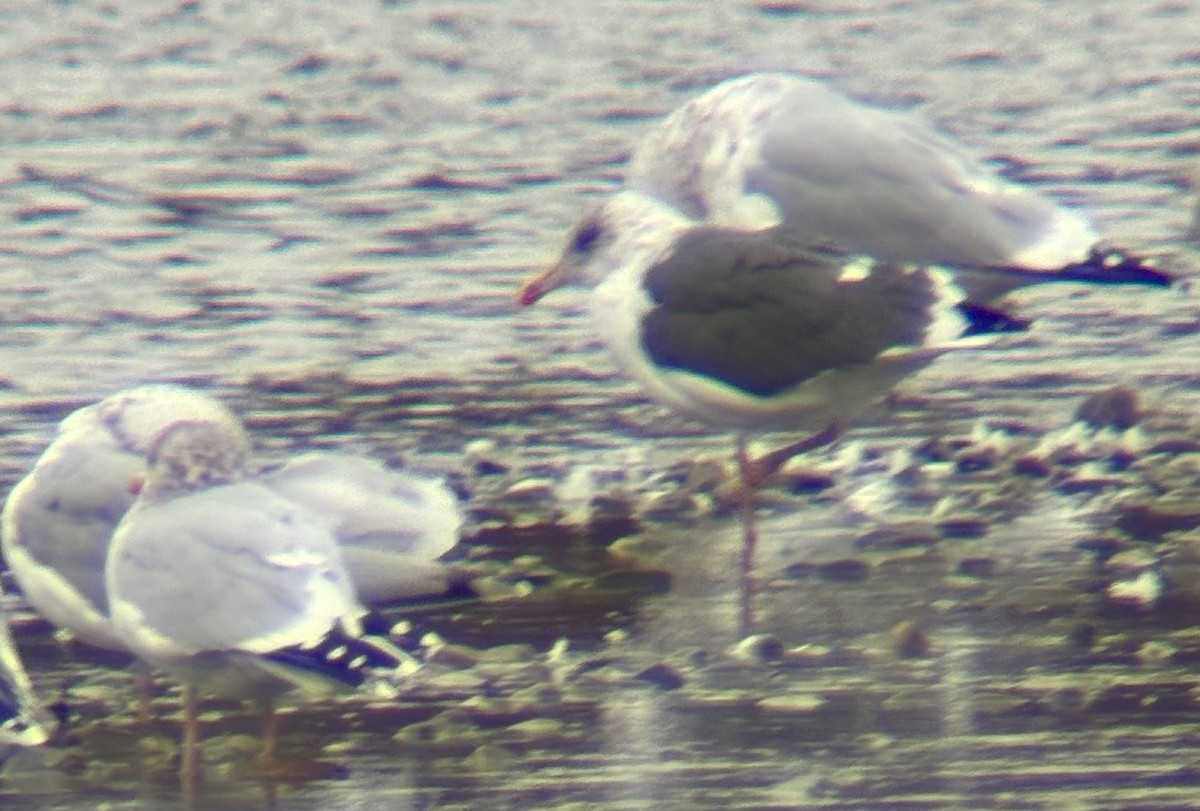 Zafferano - ML645229919