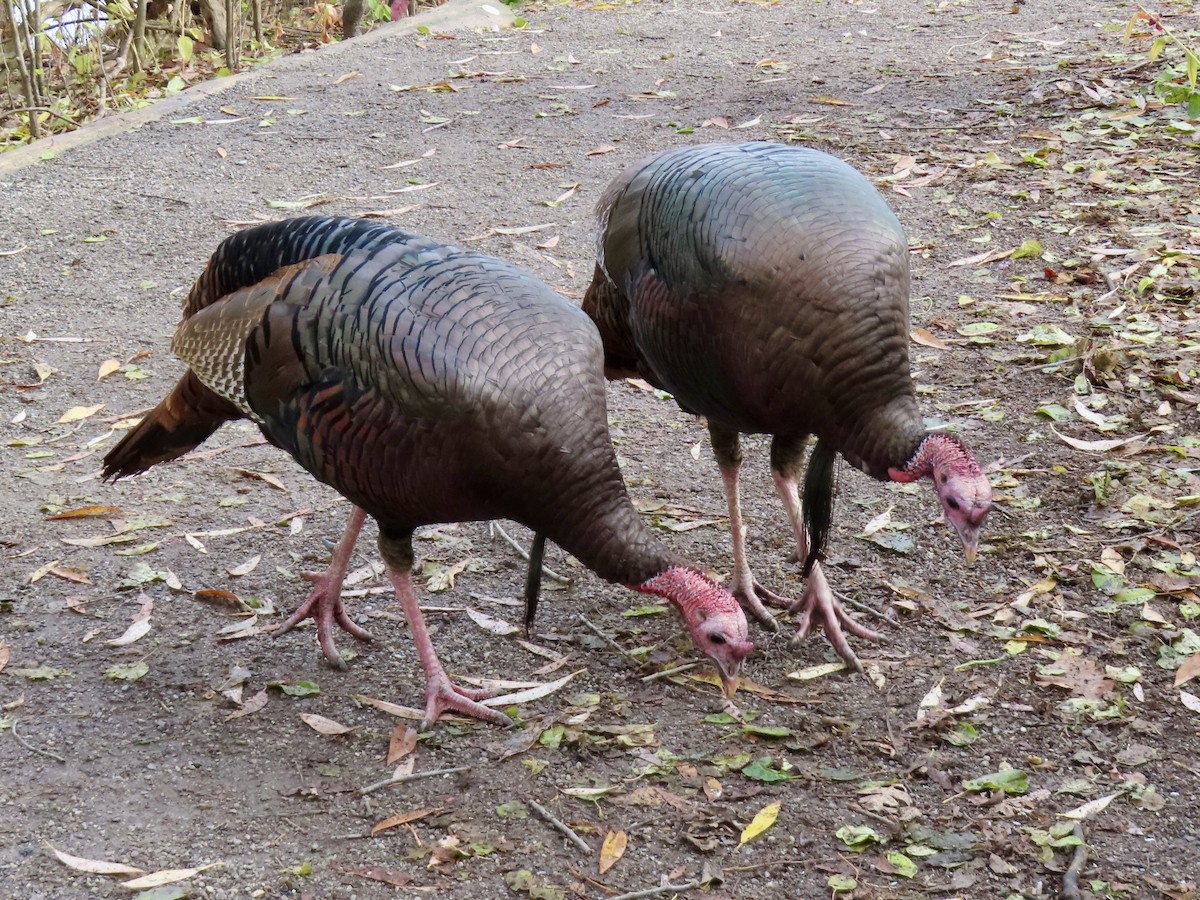 Wild Turkey - ML645229921