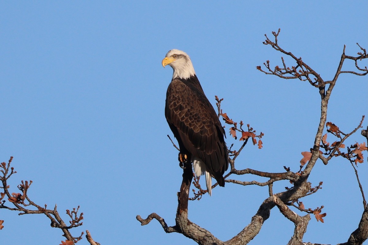 Bald Eagle - ML645229923