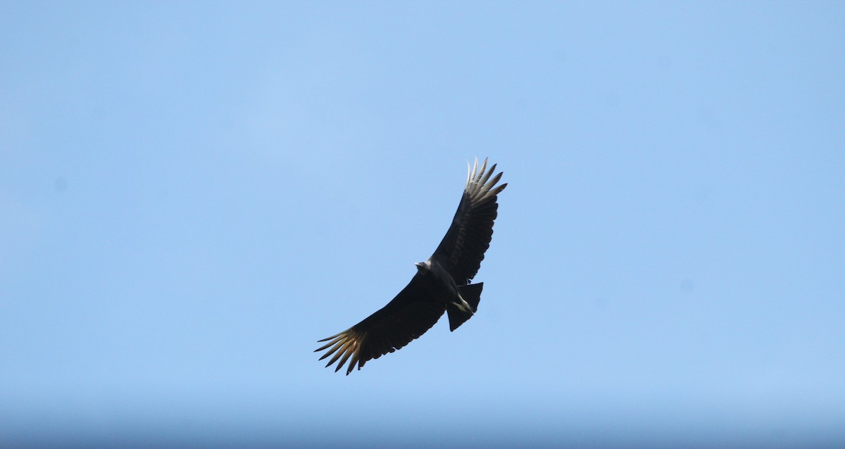 Чёрная катарта - ML645229929