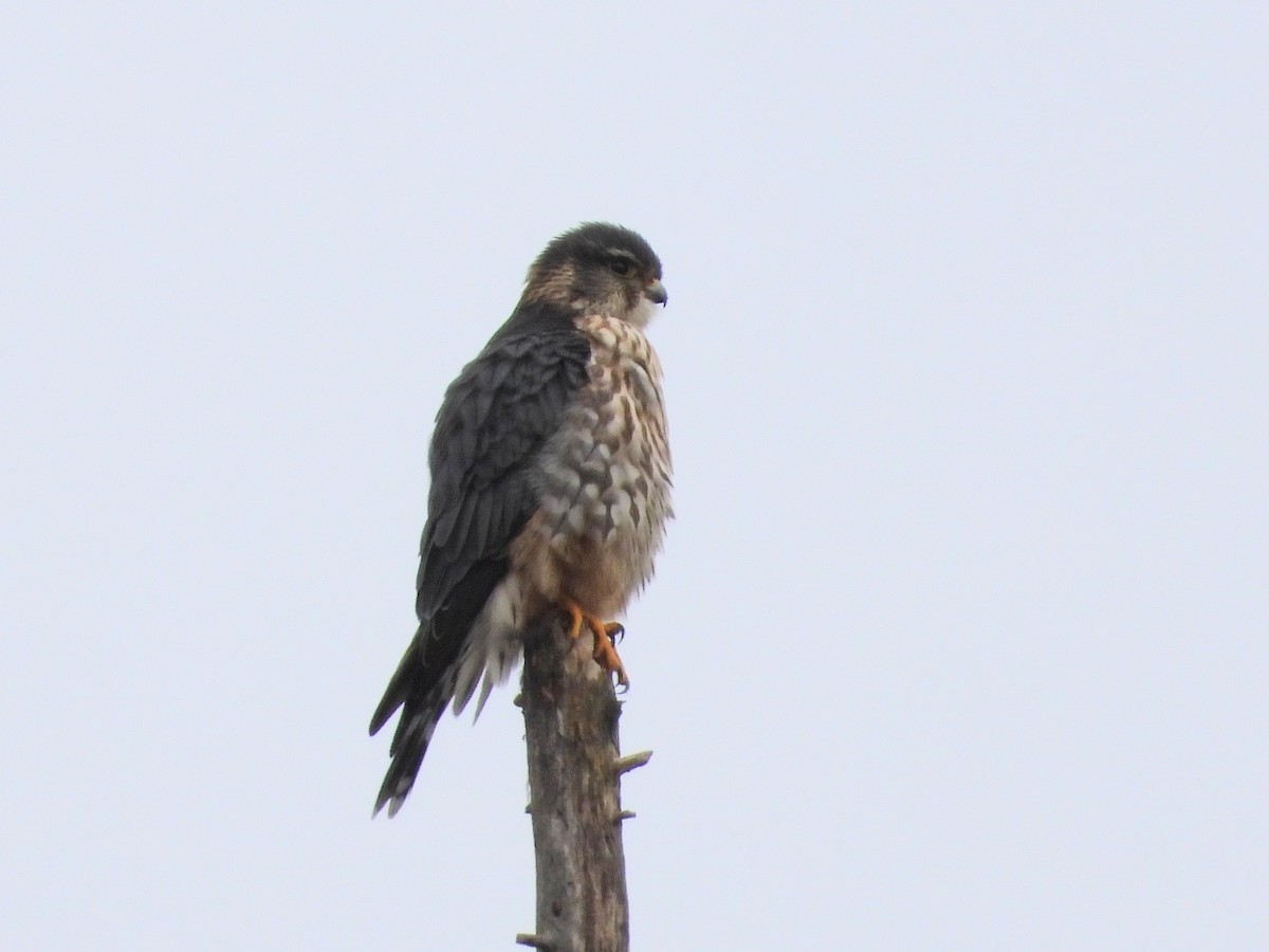 Merlin - ML645229930