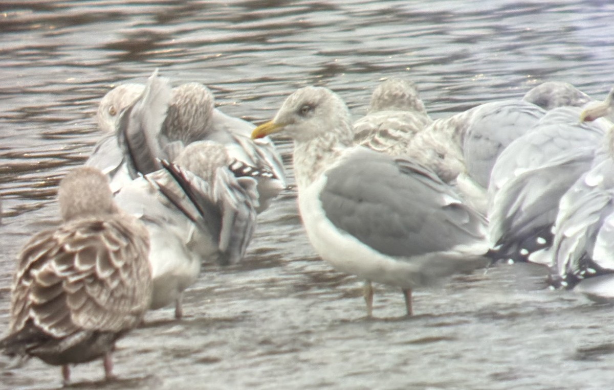 American Herring x Lesser Black-backed Gull (hybrid) - ML645229938