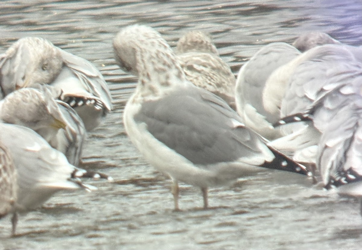 American Herring x Lesser Black-backed Gull (hybrid) - ML645229939