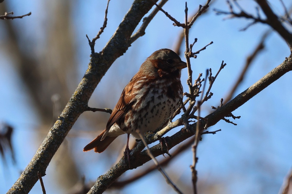Fox Sparrow (Red) - ML645229944