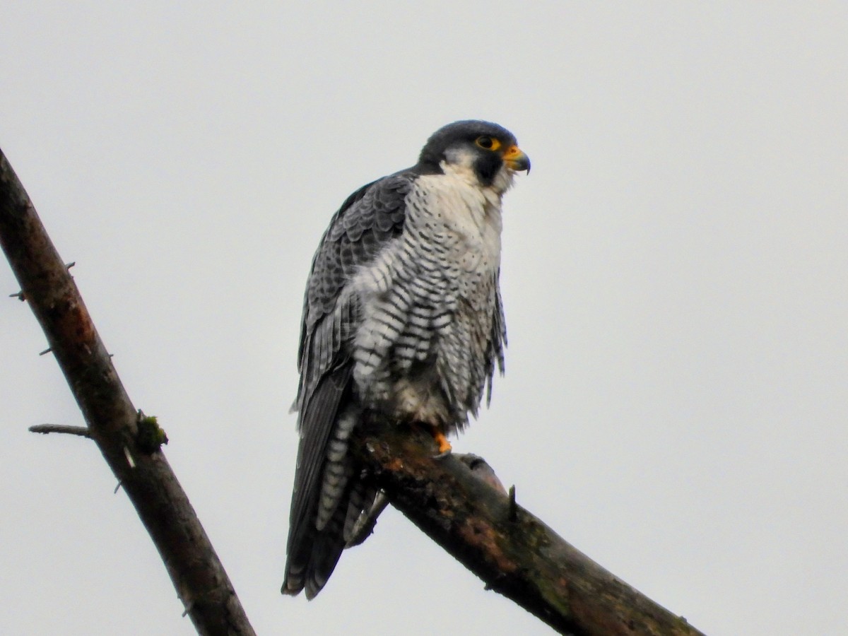 sokol stěhovavý - ML645229945