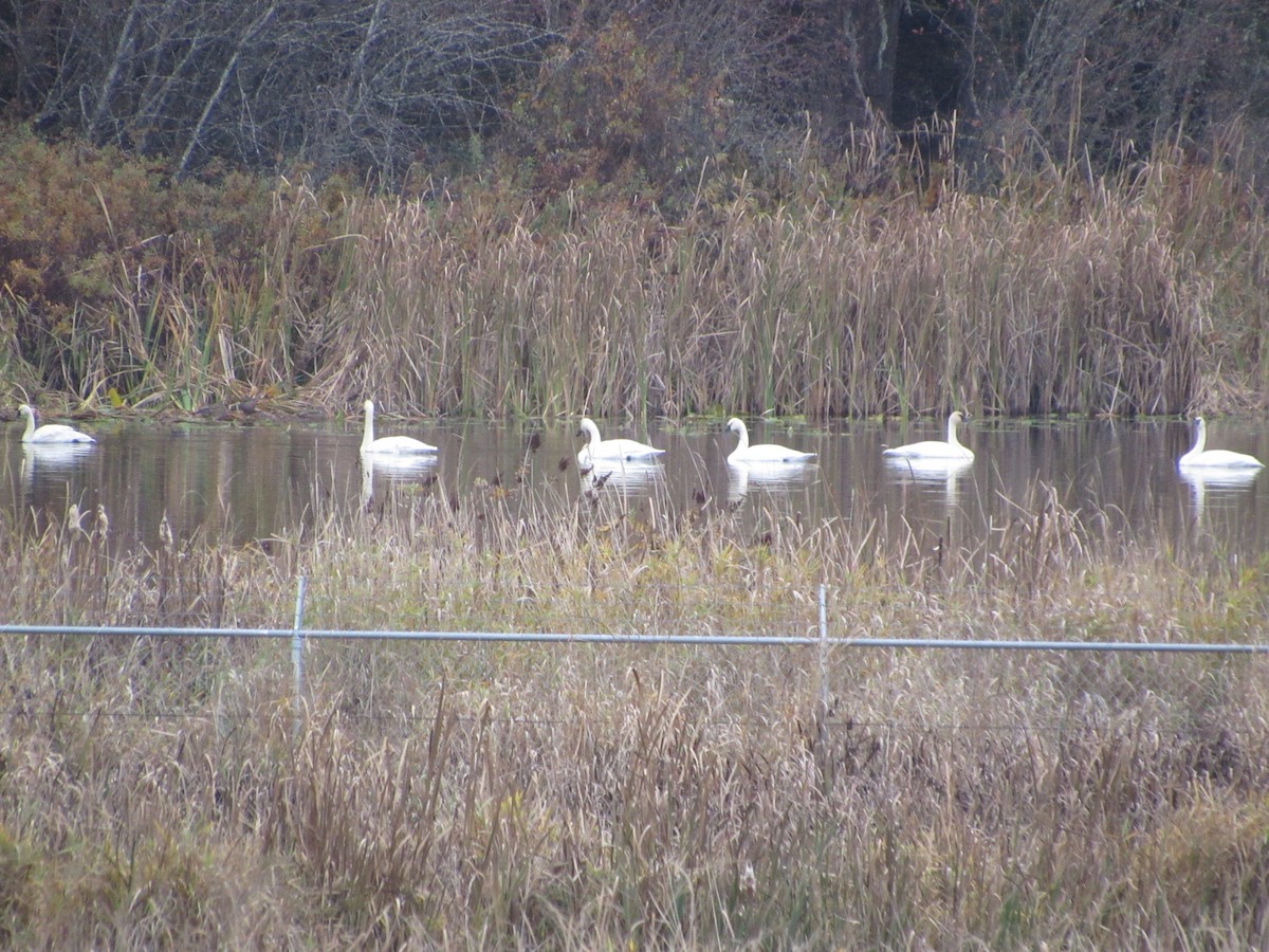 Trumpeter Swan - ML645229946