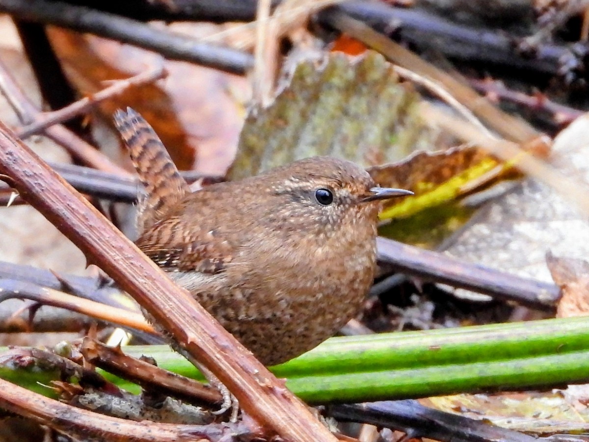 Pacific Wren - ML645229955