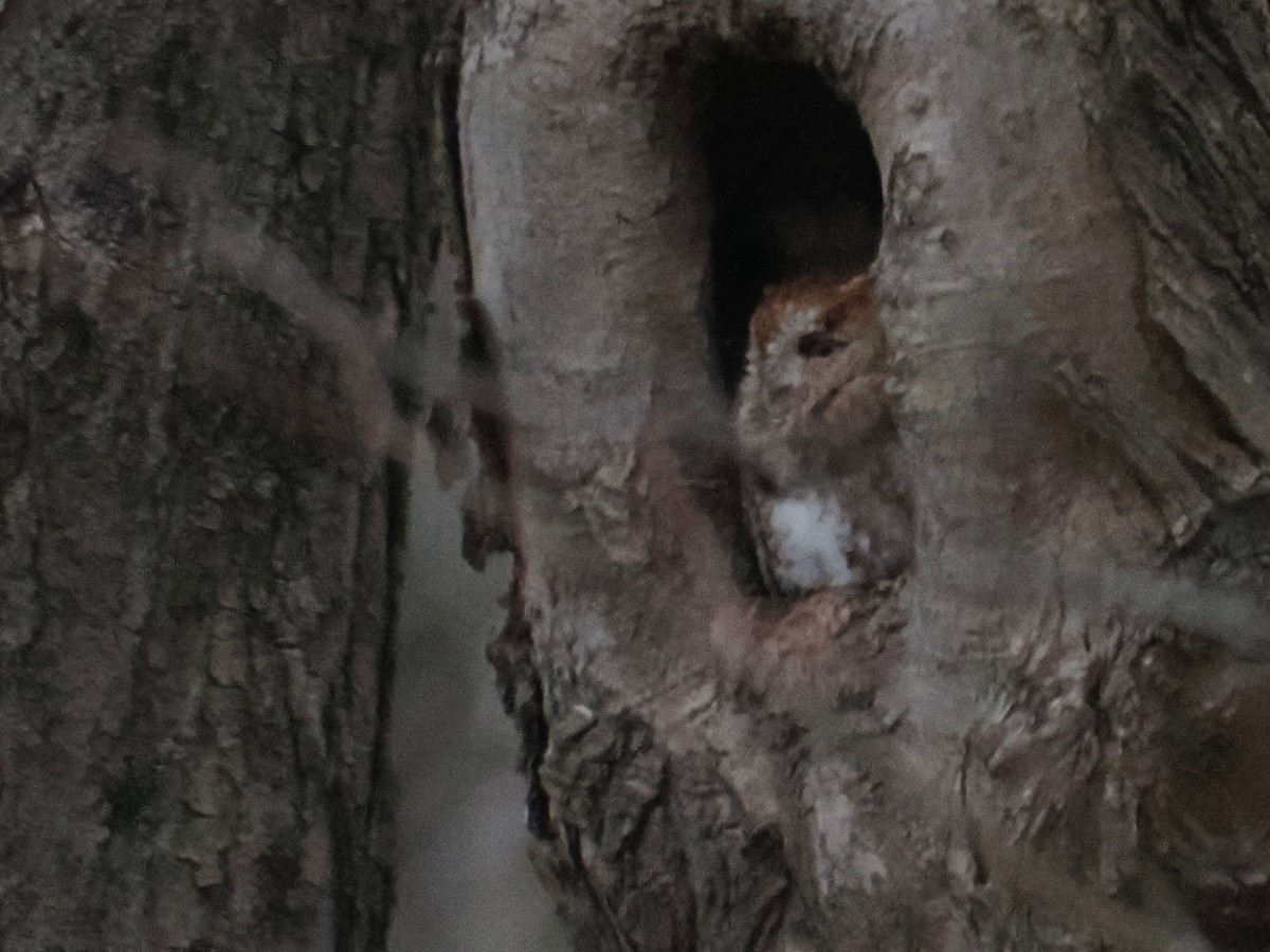 Eastern Screech-Owl - ML645229958
