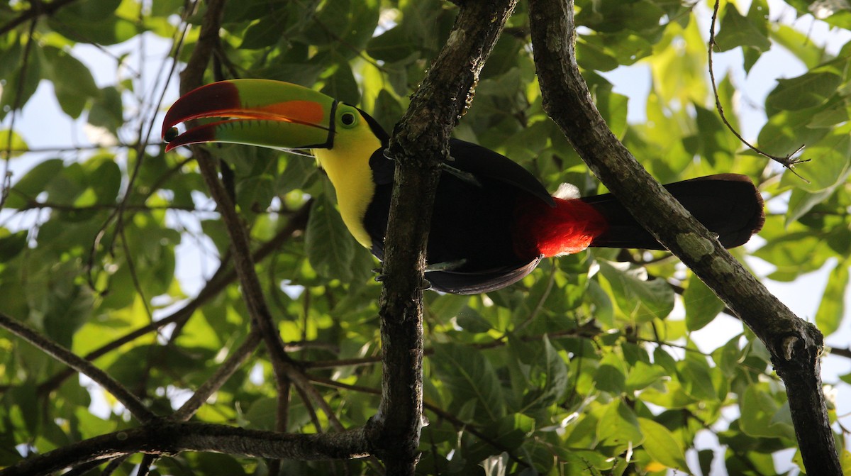 regnbuetukan - ML645229959