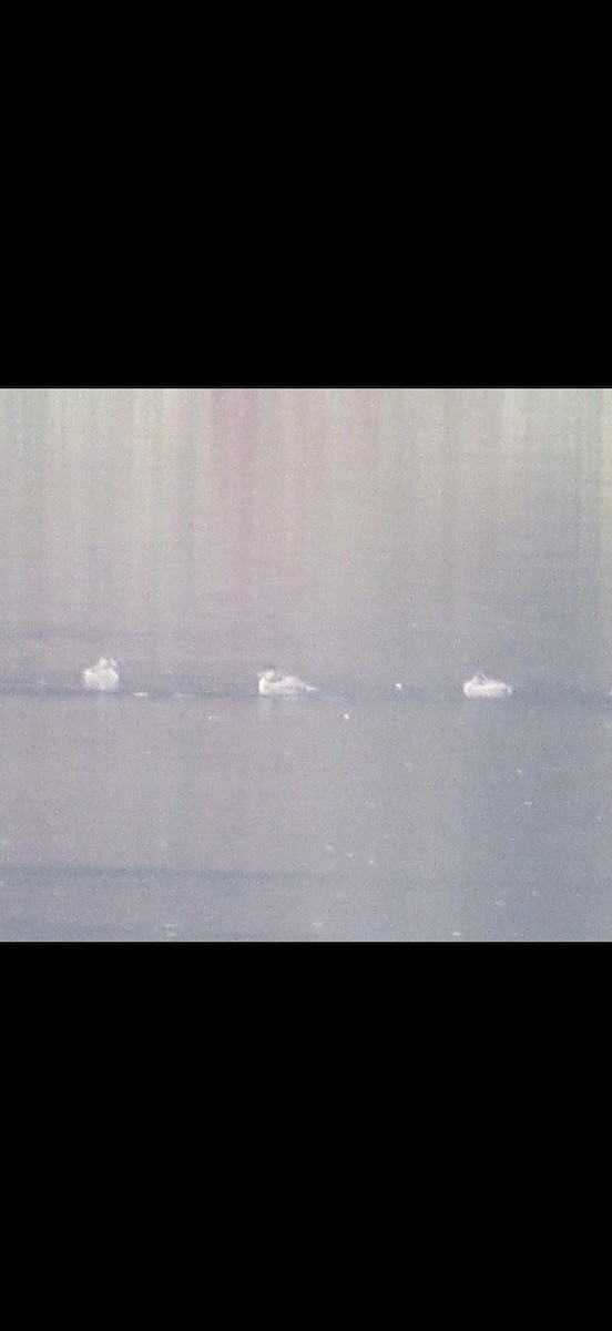 Ruddy Duck - ML645229967