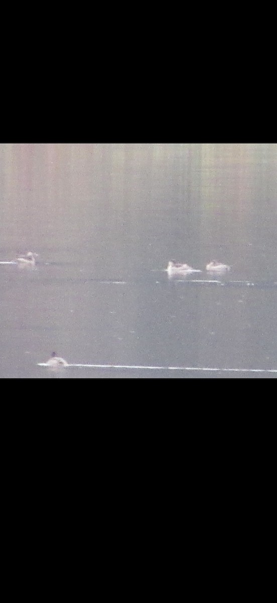 Ruddy Duck - ML645229968