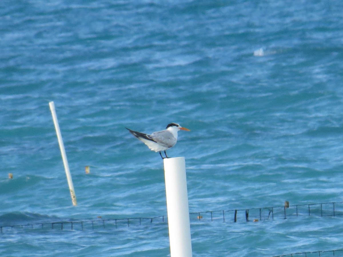 Royal Tern - ML645229969