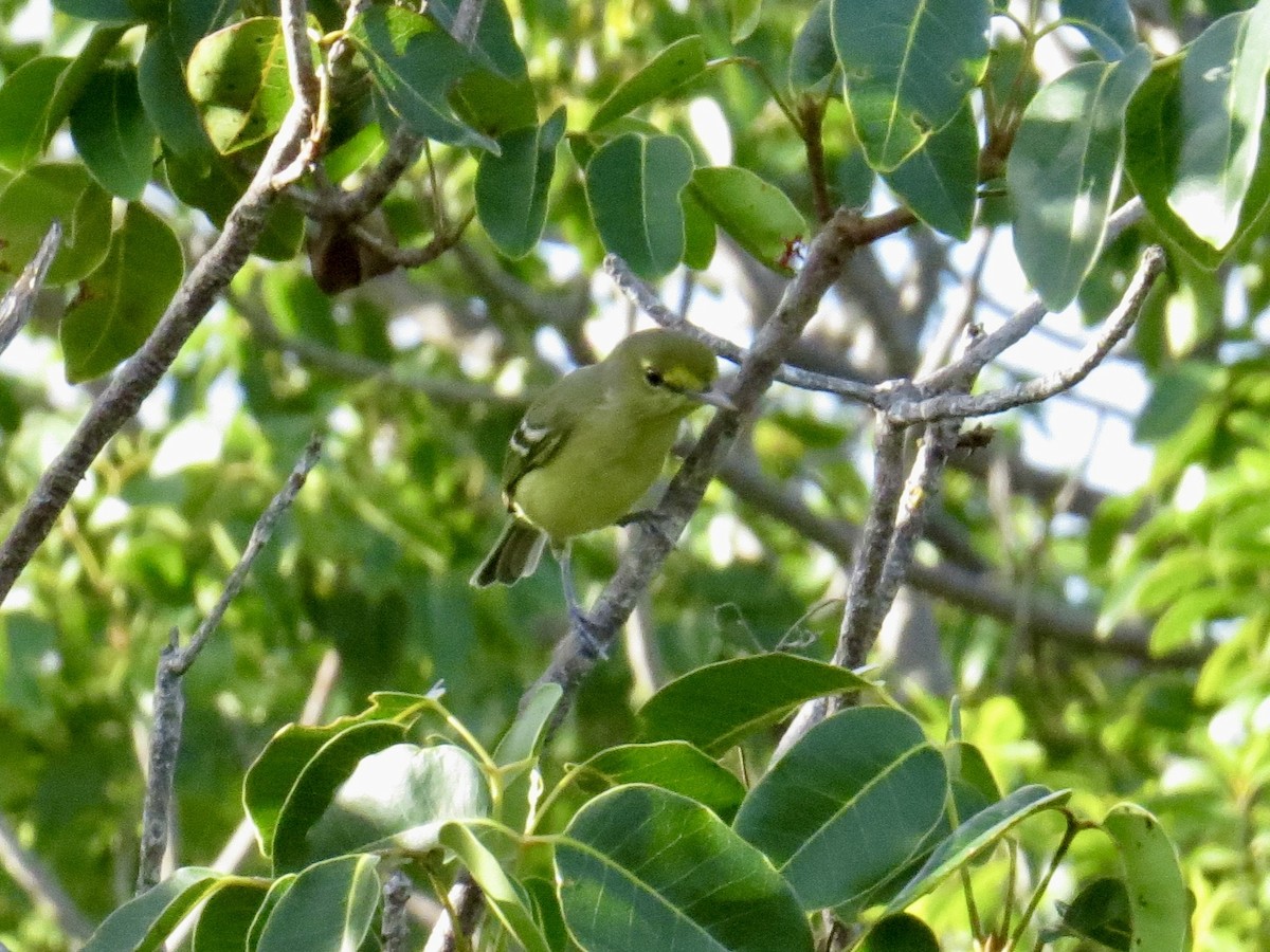 Vireo Piquigrueso - ML645229973