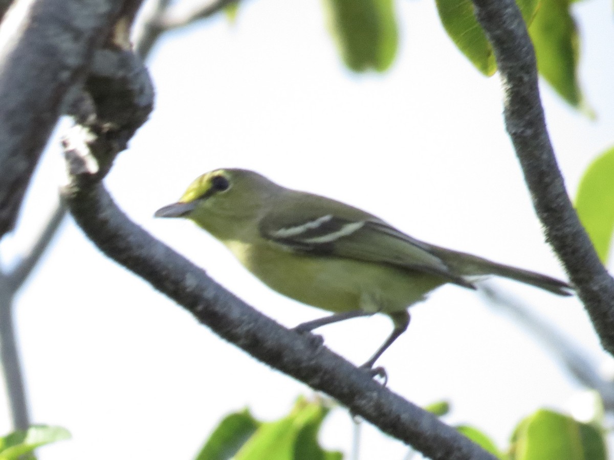 Vireo Piquigrueso - ML645229974
