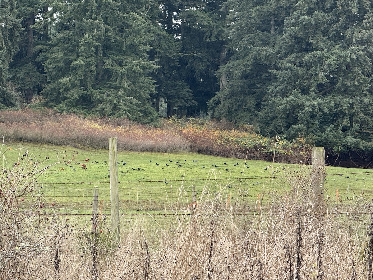 American Crow - ML645229976