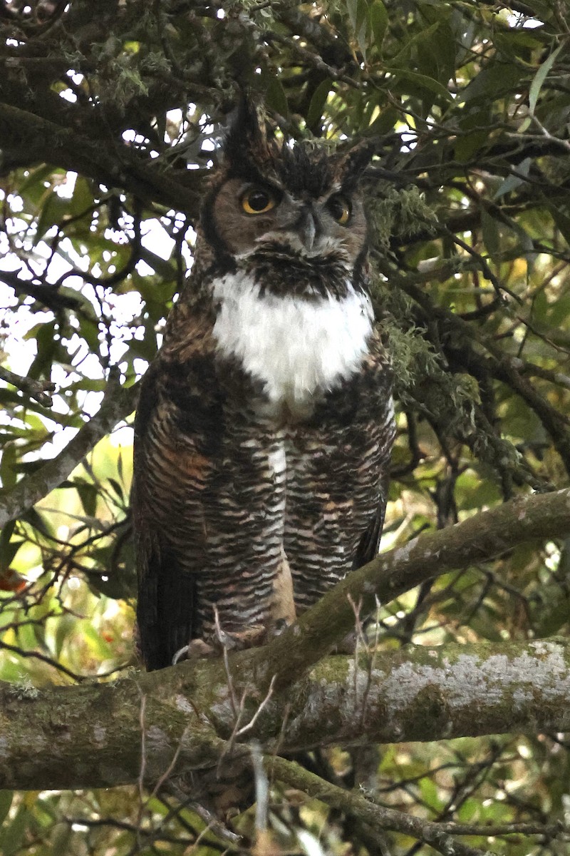 Great Horned Owl - ML645229995