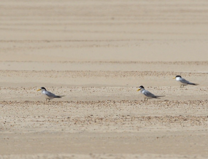 Yellow-billed Tern - ML645229996