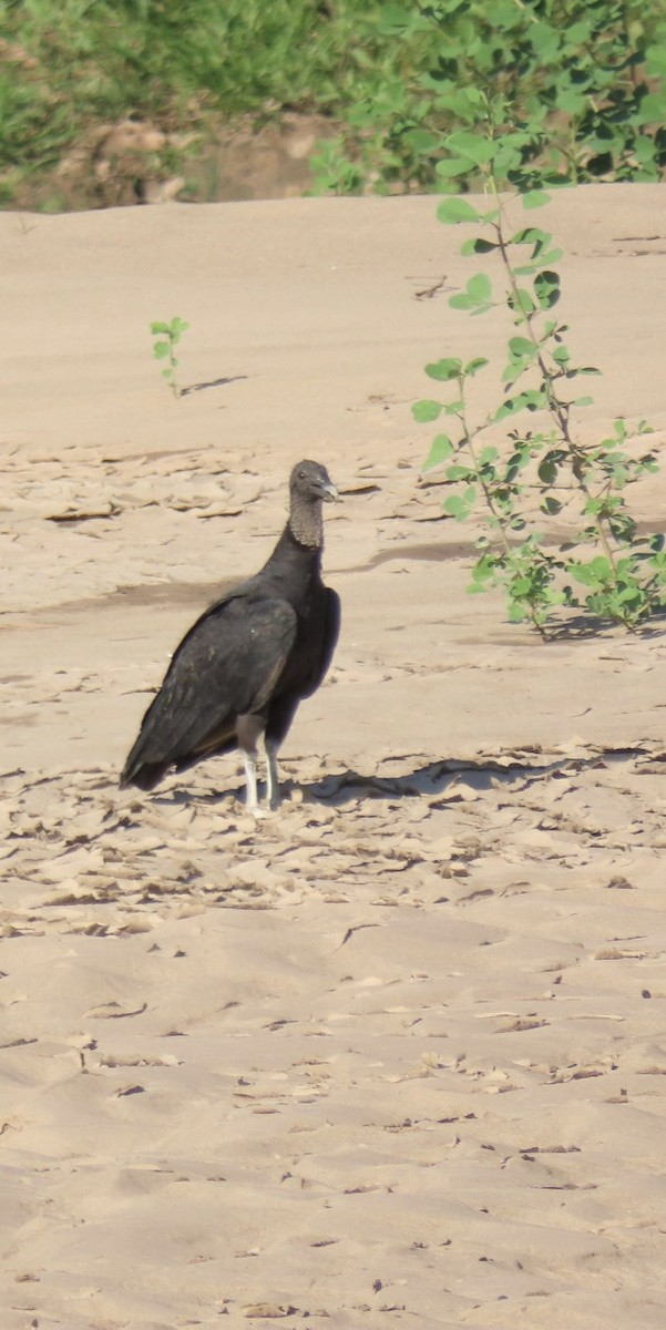 Чёрная катарта - ML645229997